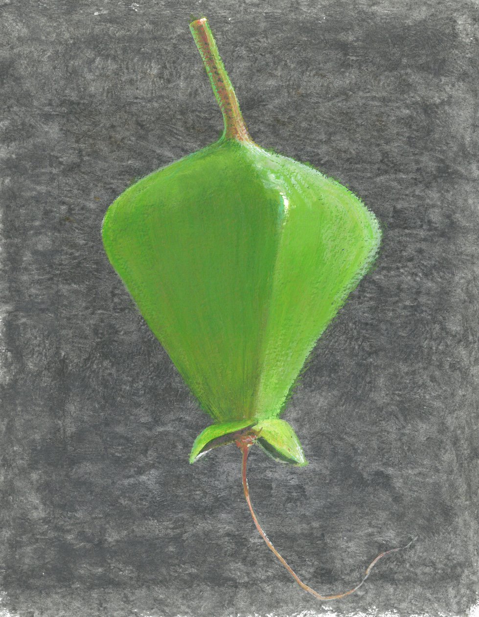 Barringtonia Acutangula（紙にアクリル） 作： リンカーン・セリグマン