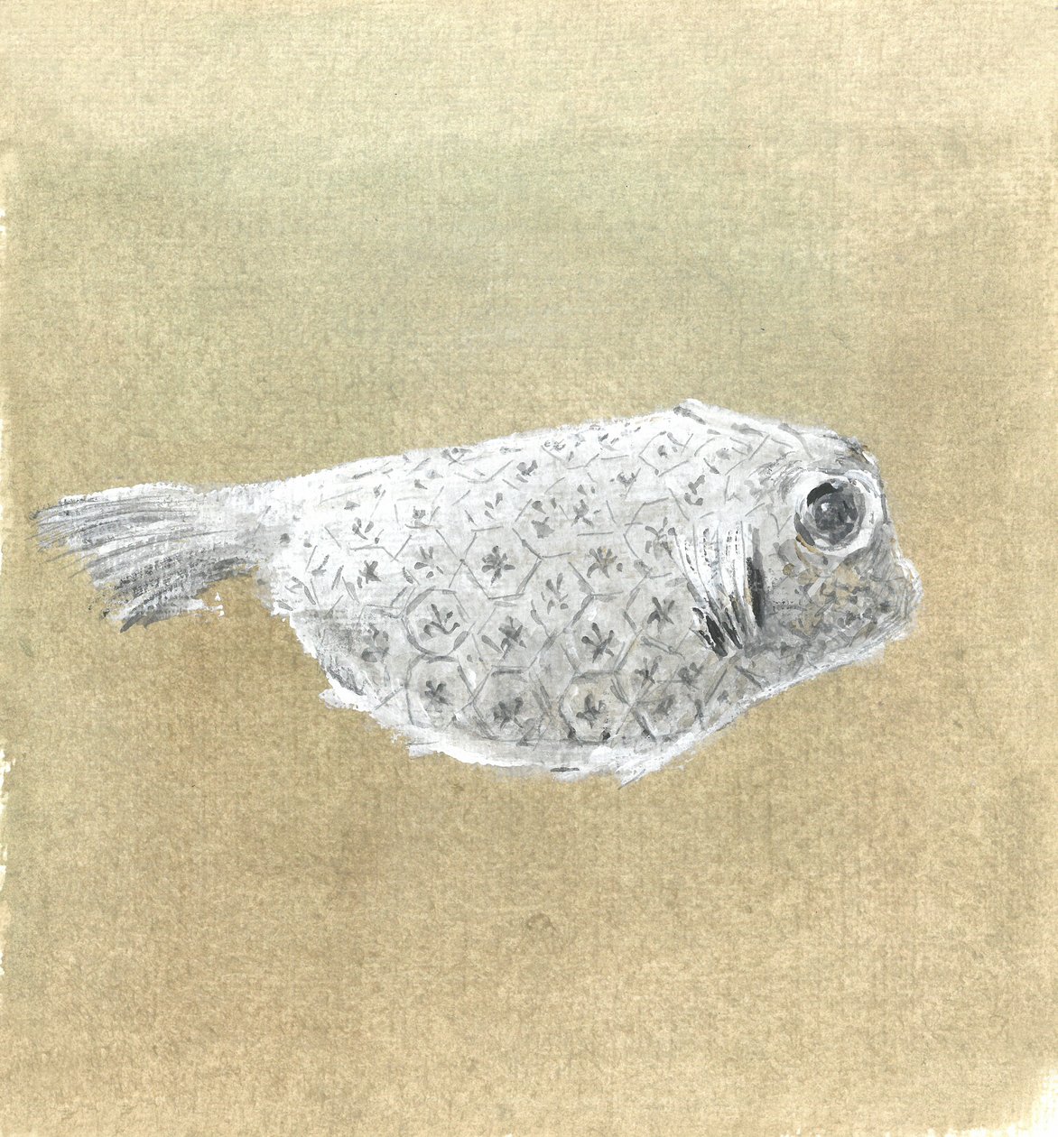 Box Fish、スリランカ、2015 作： リンカーン・セリグマン