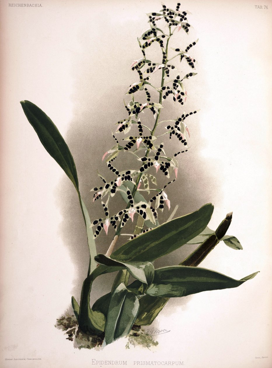 Syn。としてのProsthechea prismatocarpa：Epidendrum prismatocarpum 作： ロンドンH.ソザランアンドカンパニー