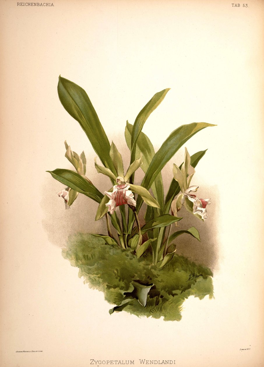 コクリアンテス・アロマチカ、同義語：Zygopetalum wendlandii 作： ロンドンH.ソザランアンドカンパニー