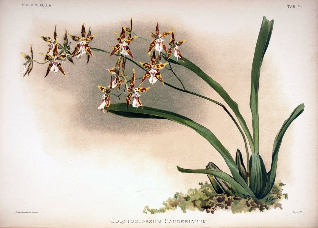 Oncidium構造syn。：Oncidium sanderianum 作： ロンドンH.ソザランアンドカンパニー