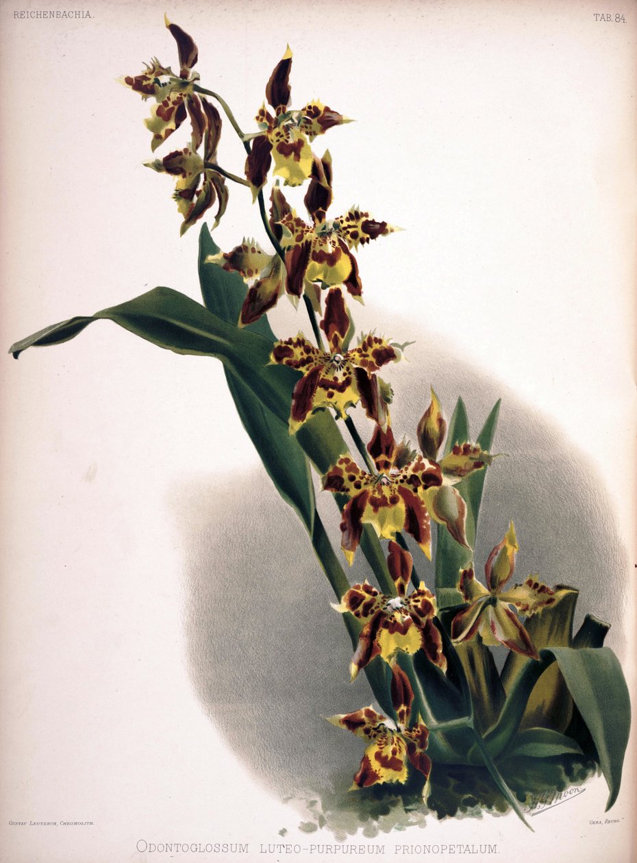 Odontoglossum luteopurpureum 作： ロンドンH.ソザランアンドカンパニー