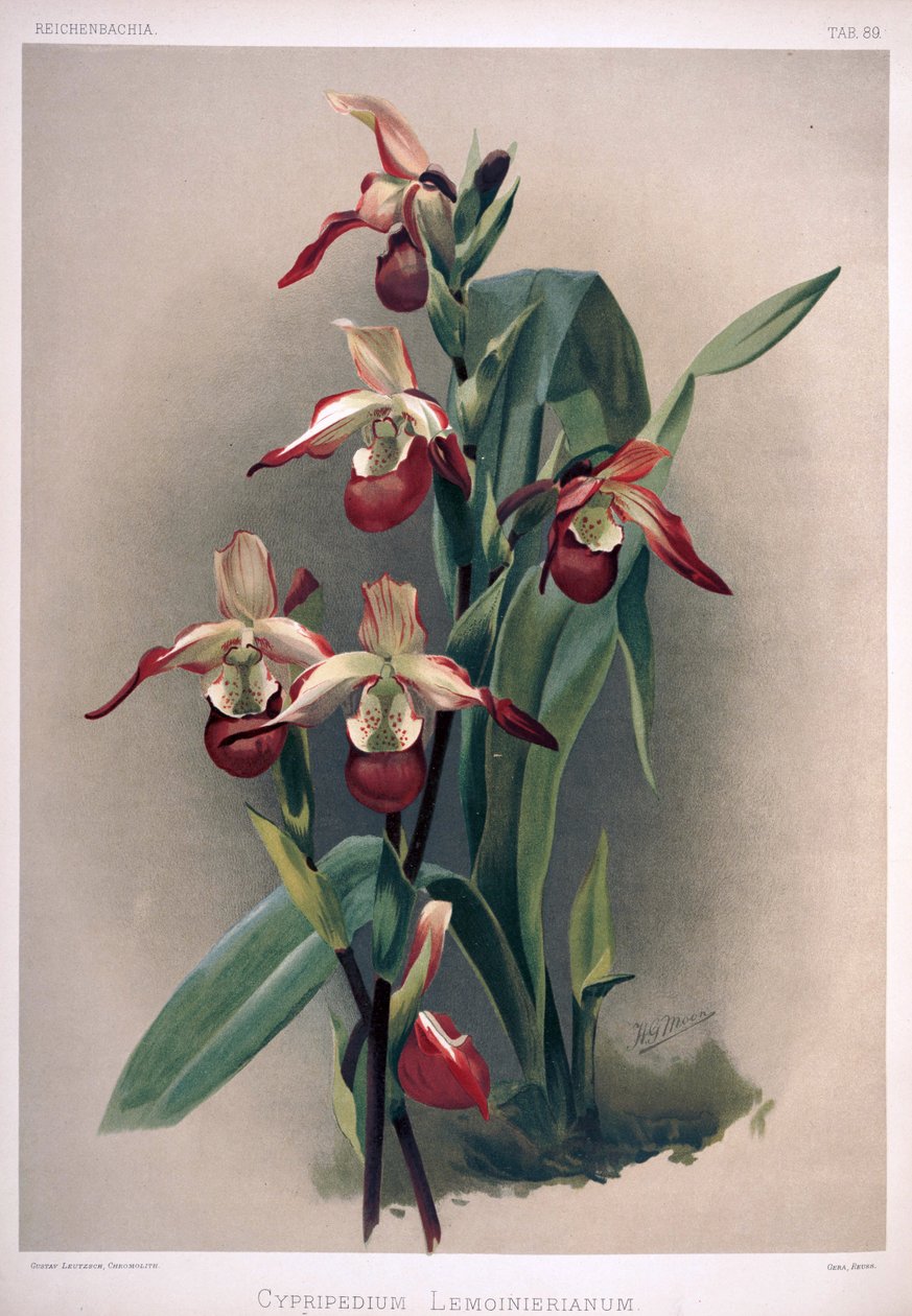 Phragmipedium×sedenii as syn：Cypripedium×lemoinierianum 作： ロンドンH.ソザランアンドカンパニー