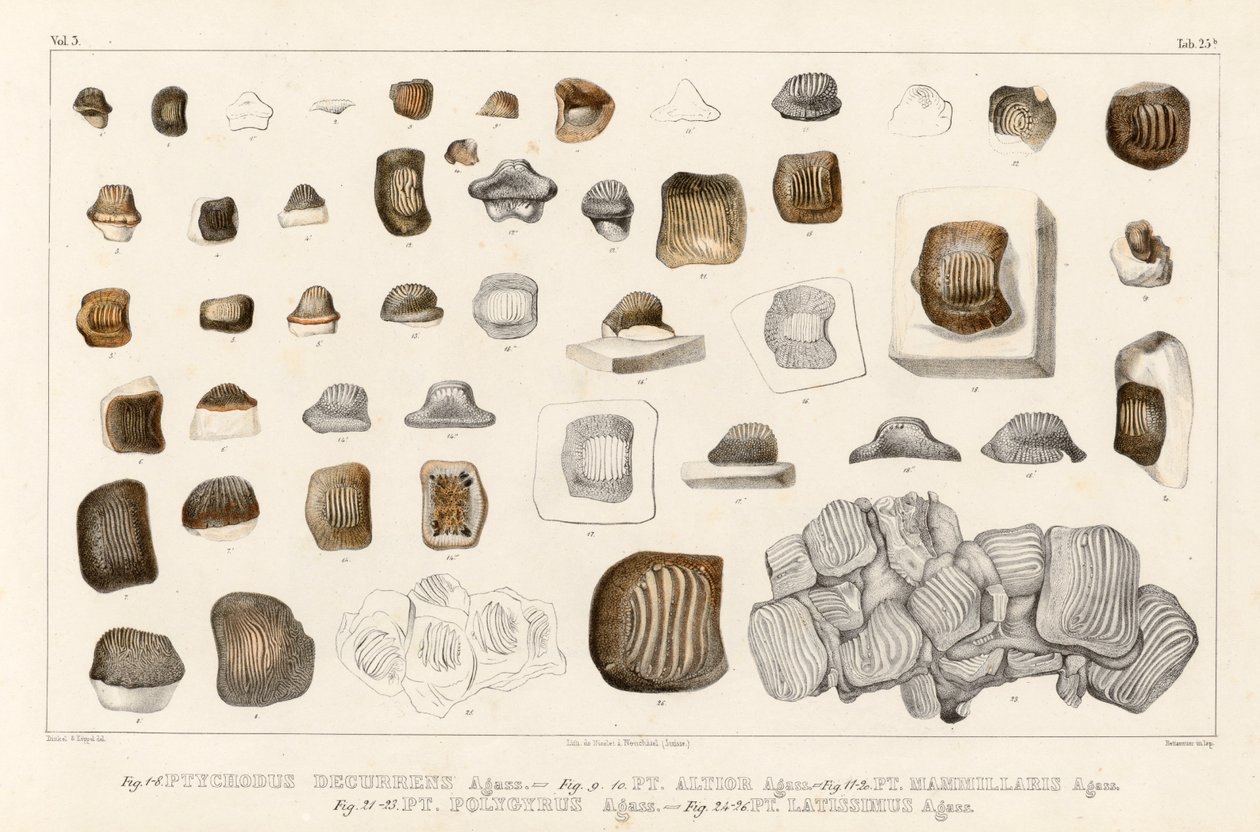 Ptychodus属のさまざまな種の歯を示すVolume 3（Fossil Fish Research）の表25b 作： ルイ・アガシー
