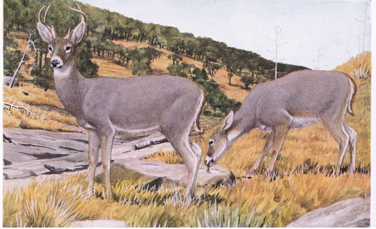 アリゾナホワイトテイルは小さく、夏にはさびた茶色のコートでとらえどころのない 作： ルイ・アガシー・フエルテス
