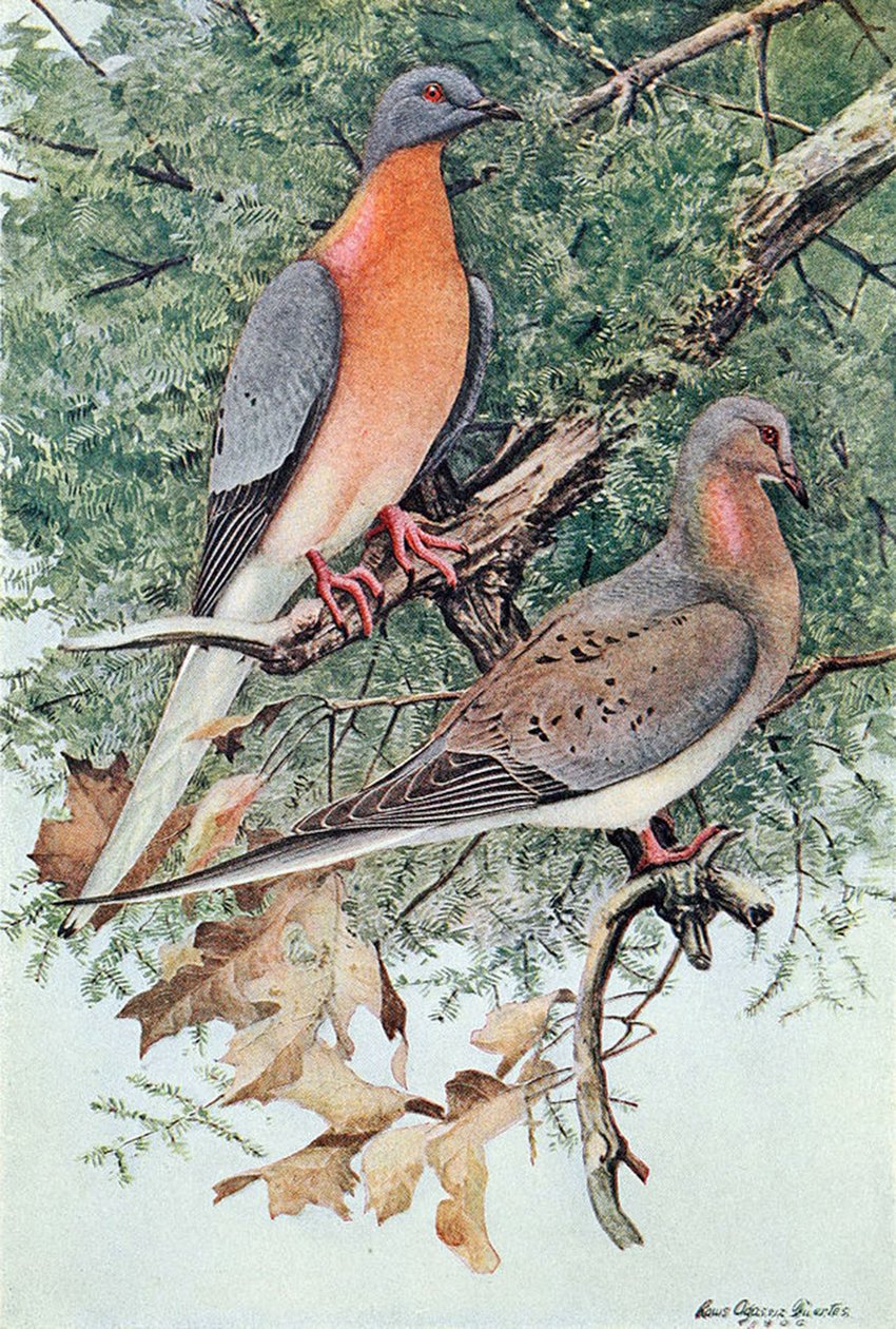 乗客の鳩のペア、1906 作： ルイ・アガシー・フエルテス