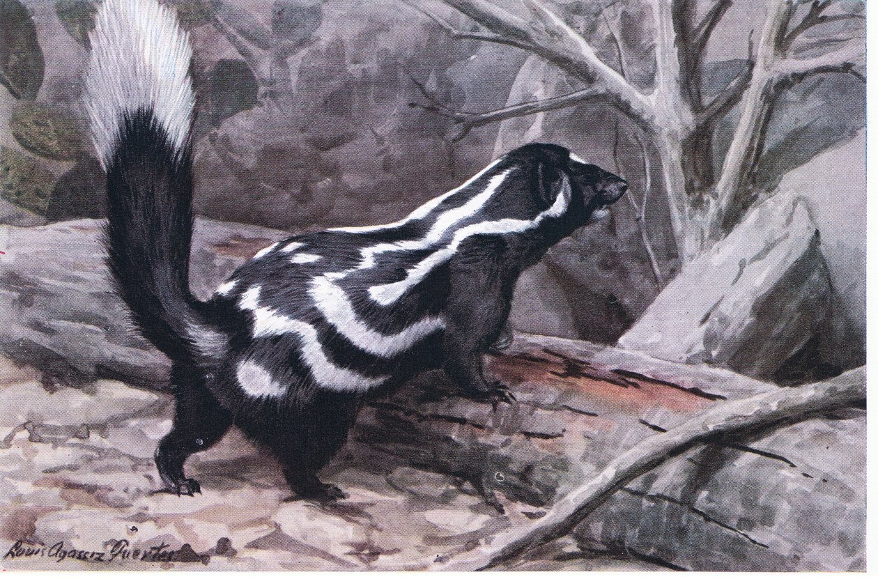 Spotted Skunk、スポットとストライプのスポーティなジグザグは、光沢のあるコートを飾ります。最小のスカンク 作： ルイ・アガシー・フエルテス