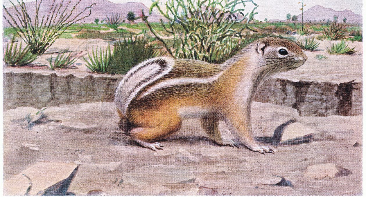 種子のために採餌する白尾カモシカリス。果物と昆虫 作： ルイ・アガシー・フエルテス
