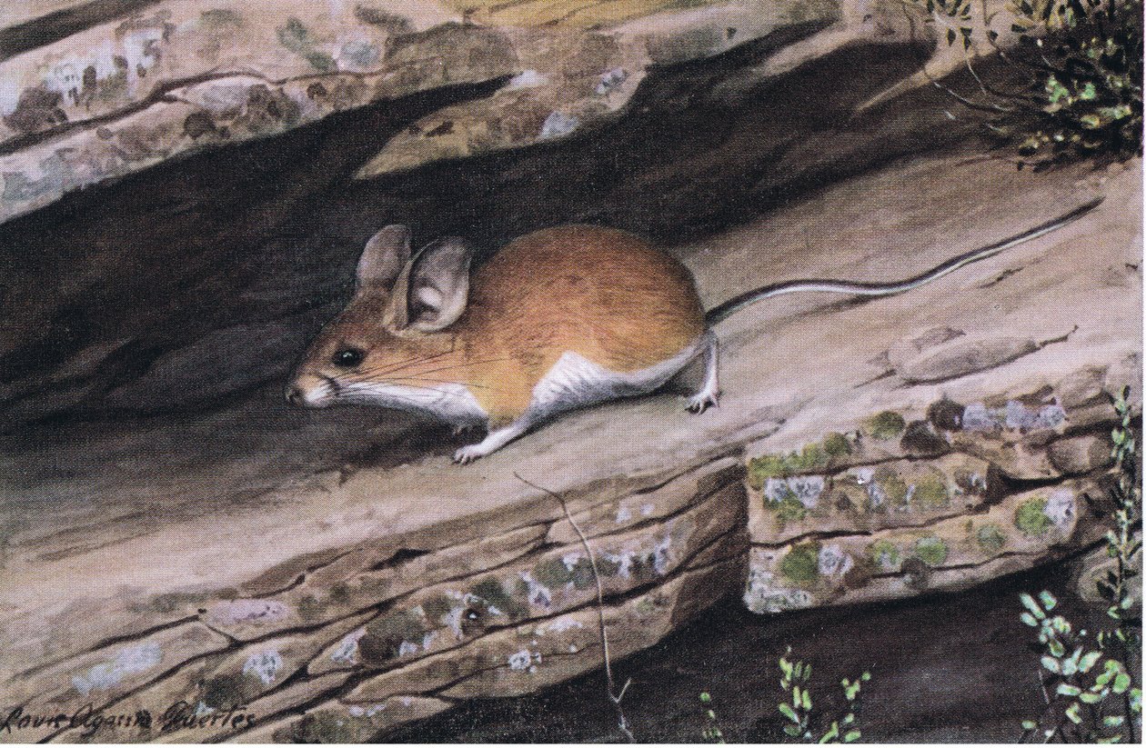 Big Eared Pinion Mouseは、南西部の険しい峡谷にある白い足の氏族を表しています。 作： ルイ・アガシー・フエルテス