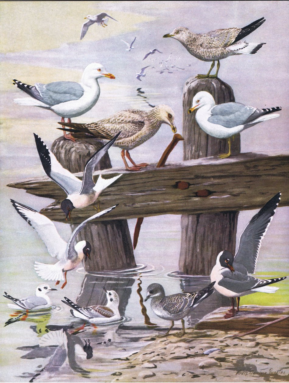 東部および中部北アメリカのパブのアメリカの鳥の自然史からのイラスト。 Bramhall House c.1970より 作： ルイ・アガシー・フエルテス