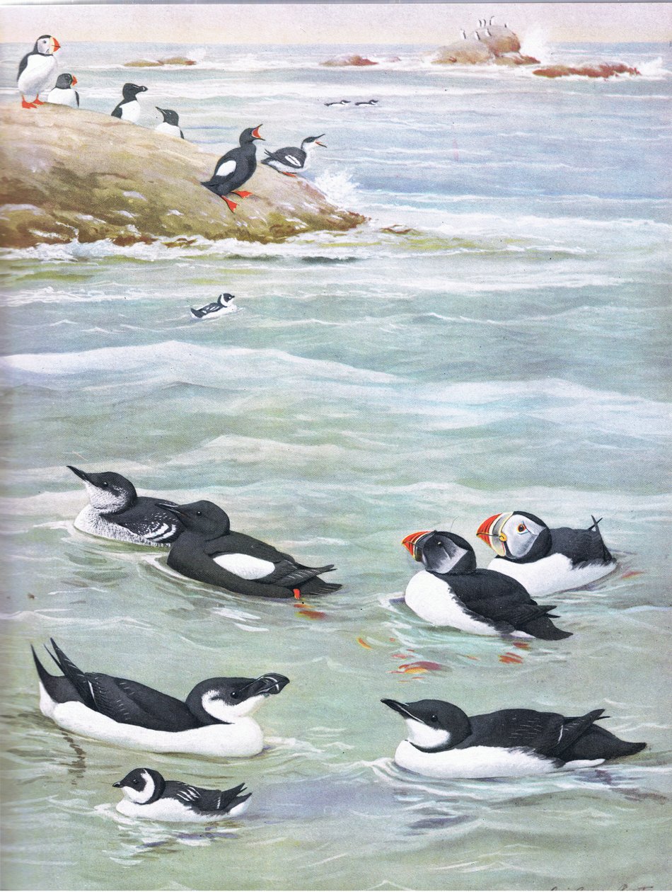 東部および中部北アメリカのパブのアメリカの鳥の自然史からのイラスト。 Bramhall House c.1970より 作： ルイ・アガシー・フエルテス