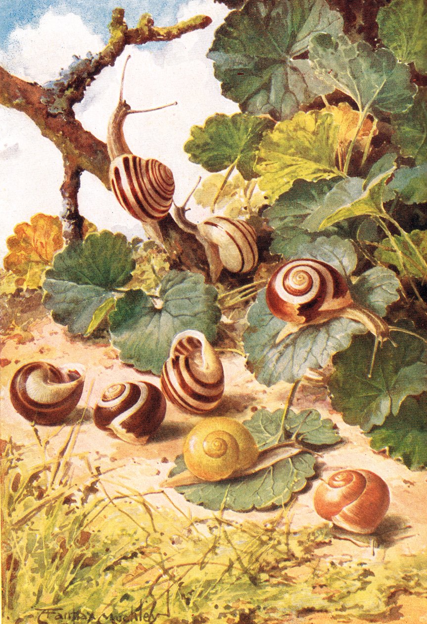 Land Snails、「Country Days & Country Ways」のイラスト（カラーリソ） 作： ルイ・フェアファックス・マッキーリー