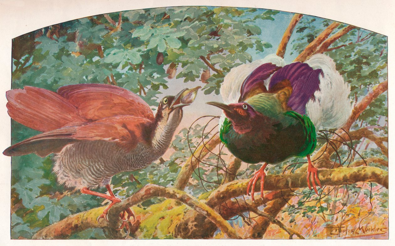 Twelve-wired Birds of Paradise、c1910、1911 作： ルイ・フェアファックス・マッキーリー