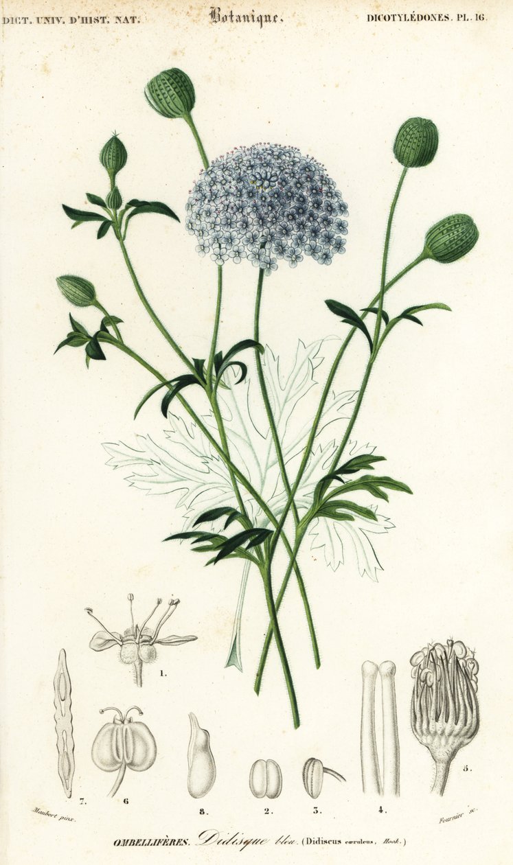 青いレースの花、Trachymene coerulea。 、1849年（彫刻） 作： ルイ・ジョゼフ・エドゥアール・モベール