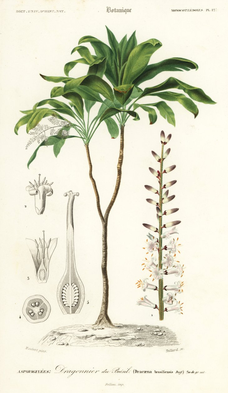 ヤシのユリ、Cordyline fruticosa、1849 年 (彫刻) 作： ルイ・ジョゼフ・エドゥアール・モベール