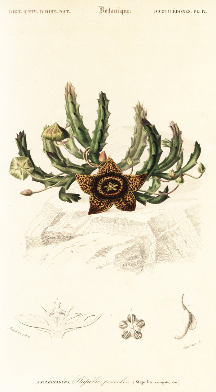 星の花、Orbea variegata.、1849 年 (彫刻) 作： ルイ・ジョゼフ・エドゥアール・モベール