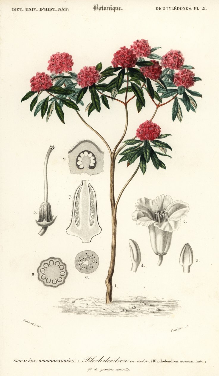 ツリー シャクナゲ、ツツジ arboreum。 、1849年（彫刻） 作： ルイ・ジョゼフ・エドゥアール・モベール