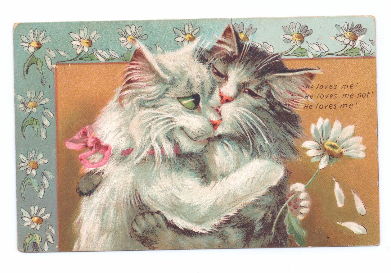 抱き合った2匹の猫のエドワード朝様式のはがき、c.1910
