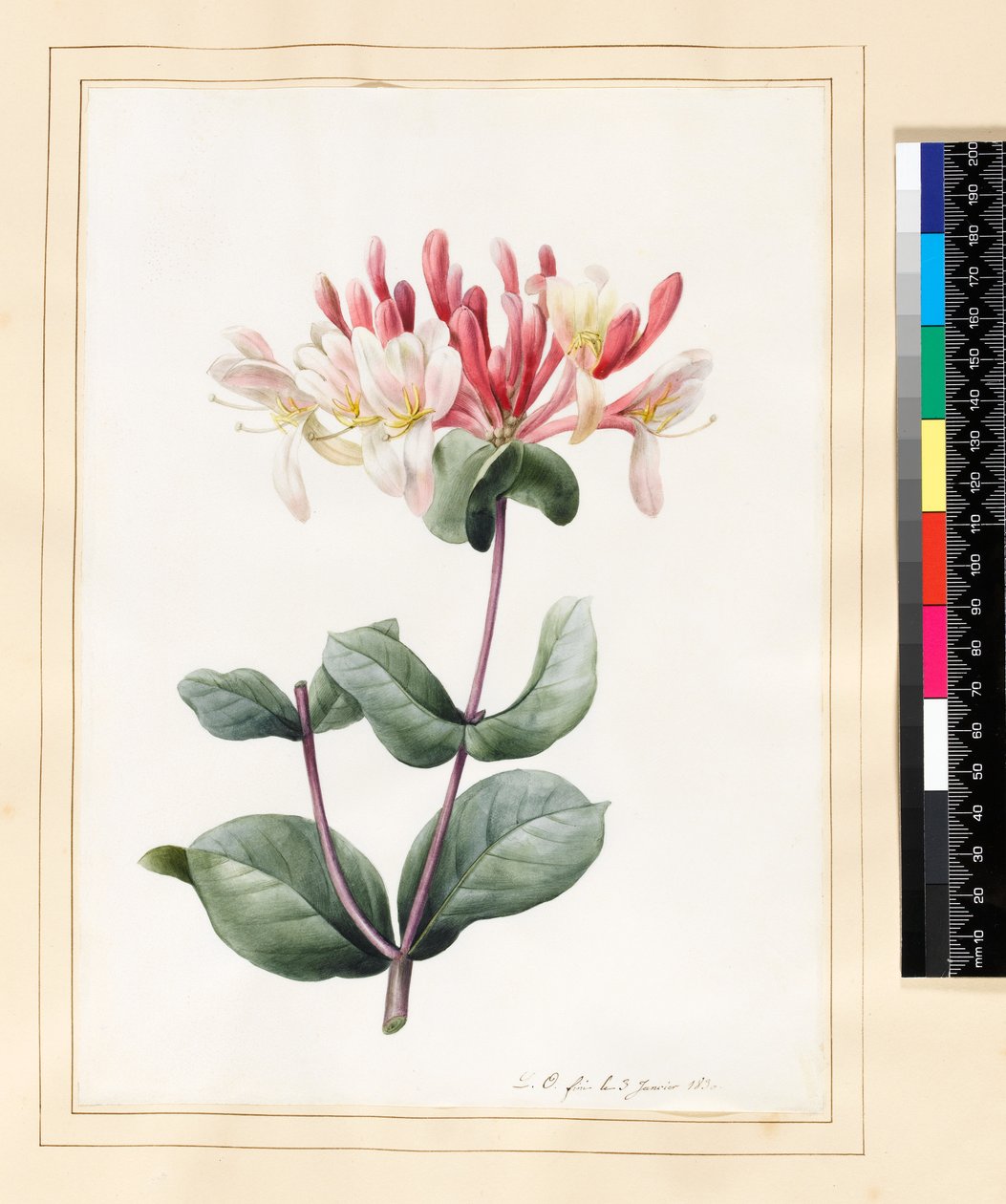 Lonicera Periclymenum（ハニーサックル）1830（ベラムのトイレとガッシュ） 作： ルイーズ・ドルリアン