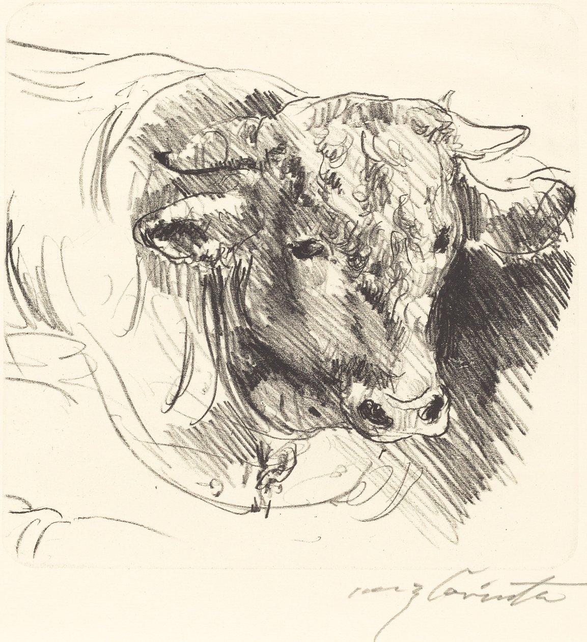 スティアコプフ Head of a Steer, 1912年。 作： ロヴィス・コリント