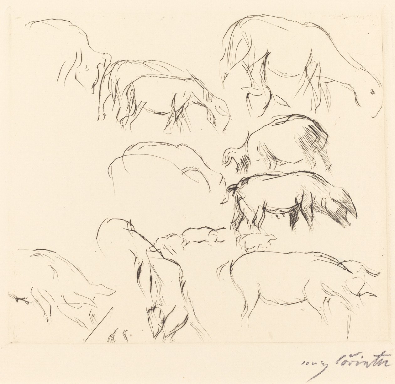 様々な動物研究 動物研究、1917年。 作： ロヴィス・コリント