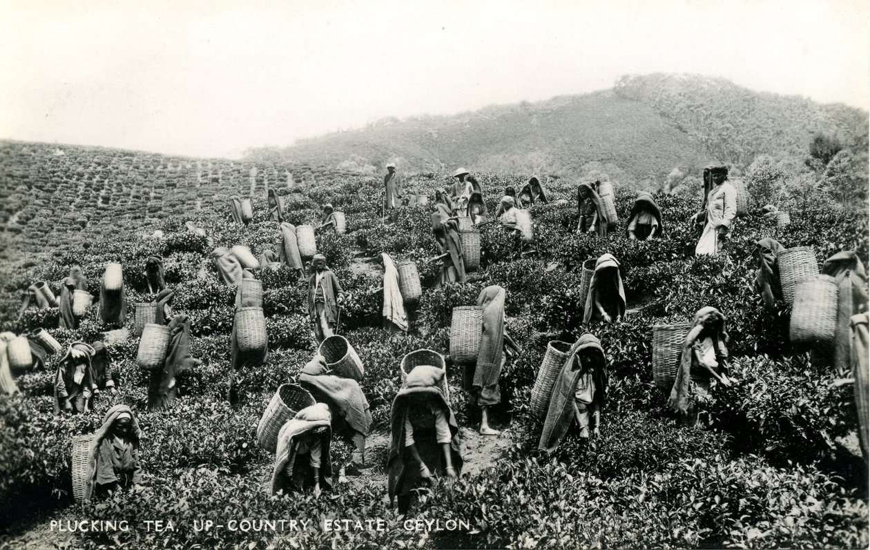 茶葉の摘み取り作業、セイロン島北部のエステート、1900-1930年頃（モノクロ写真）。 作： 株式会社セイロン・プラテ