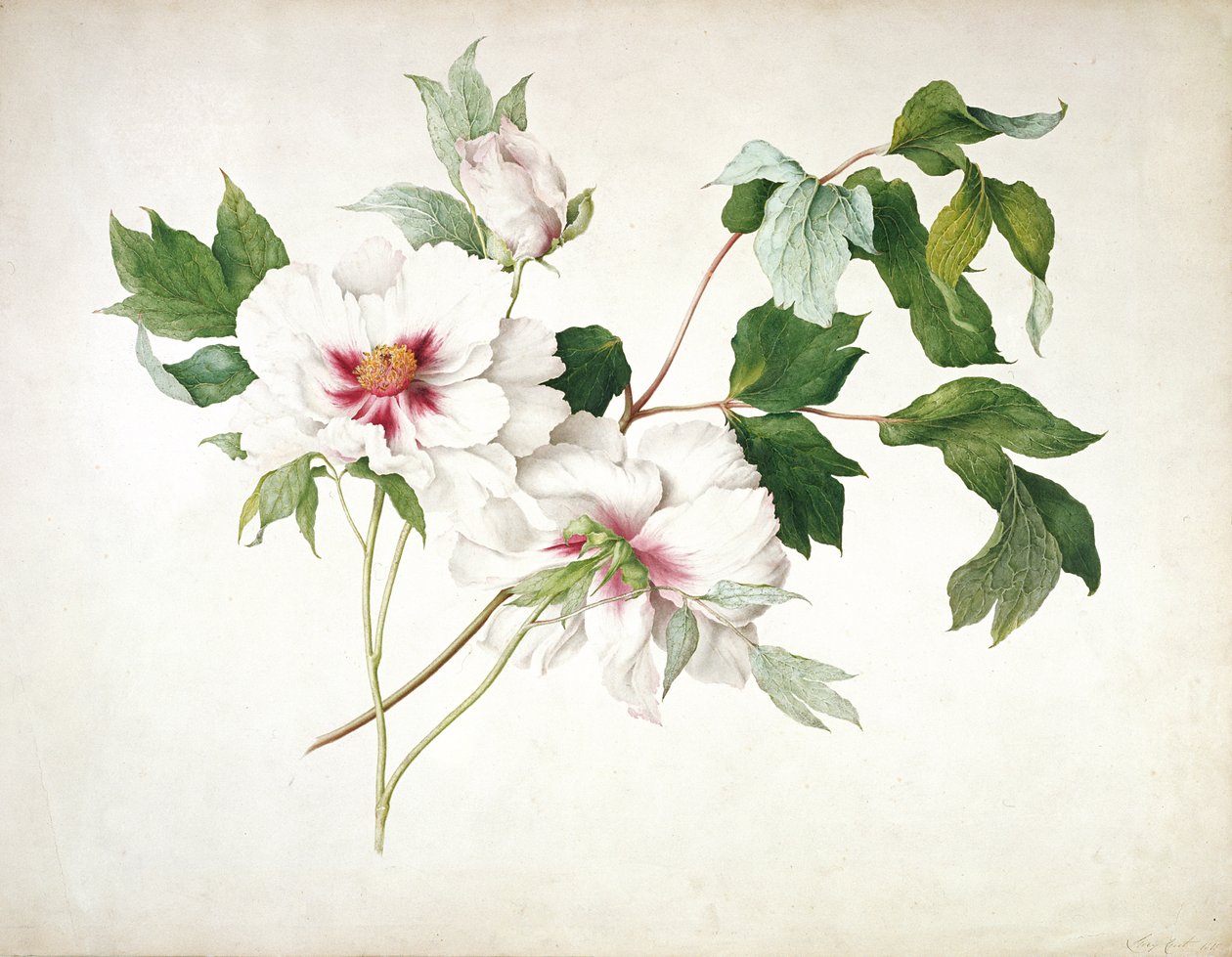 日本牡丹（シャクヤク）、1815（紙に鉛筆でトイレ、ガッシュ、アラビアゴム） 作： 