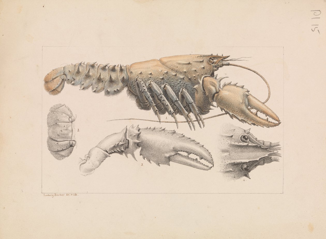 マレーとげのあるザリガニ、Euastacus armatus 作： ルートヴィヒ・ベッカー