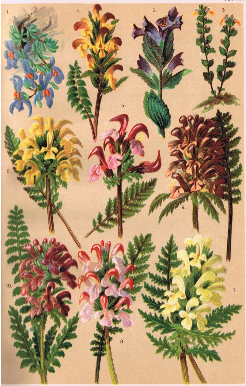 高山植物、CS Schroter教授による「Alpine Flora」のイラスト、1921年発行 作： ルートヴィヒ・シュローター