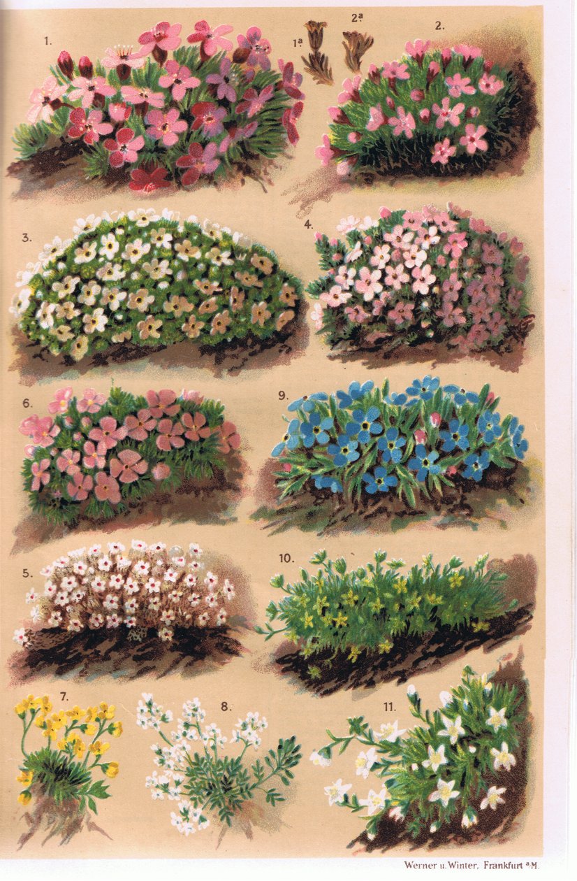 高山植物、CS Schroter教授による「Alpine Flora」のイラスト、1921年発行 作： ルートヴィヒ・シュローター