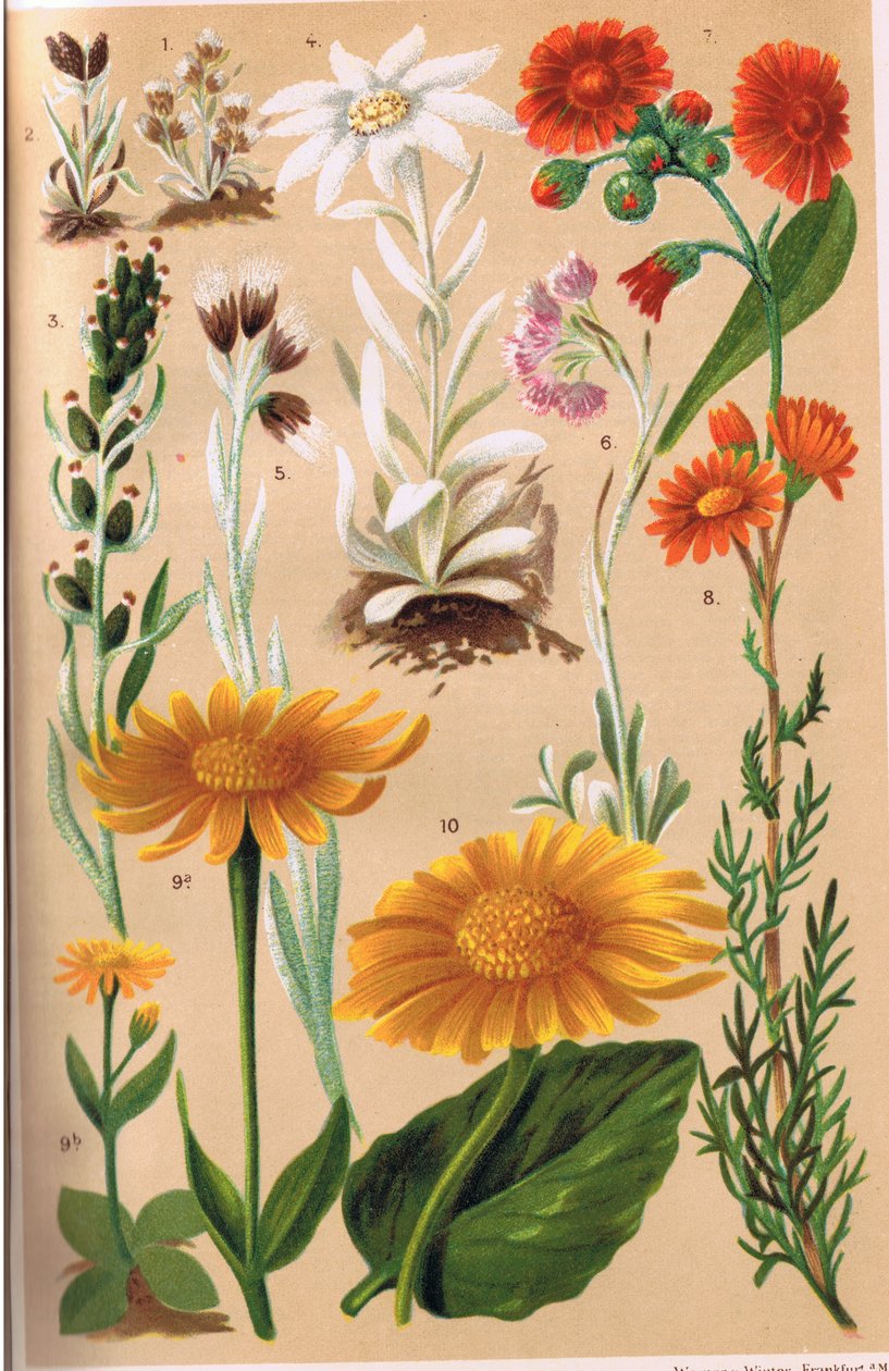 高山植物、CS Schroter教授による「Alpine Flora」のイラスト、1921年発行 作： ルートヴィヒ・シュローター