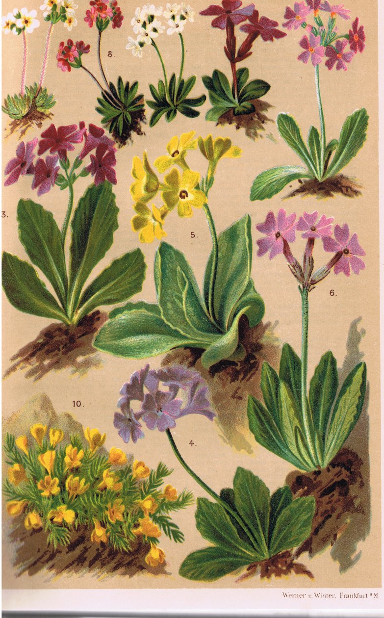 高山植物、CS Schroter教授による「Alpine Flora」のイラスト、1921年発行 作： ルートヴィヒ・シュローター