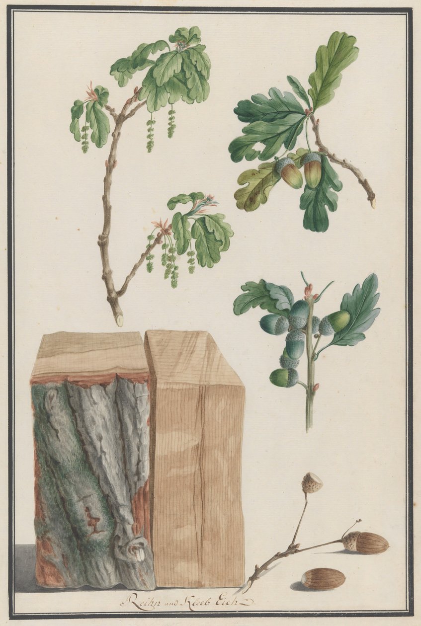 イングリッシュ オーク コナラ ロバーの花、果実、幹の研究、1788 年。 作： Ludwig Pfleger
