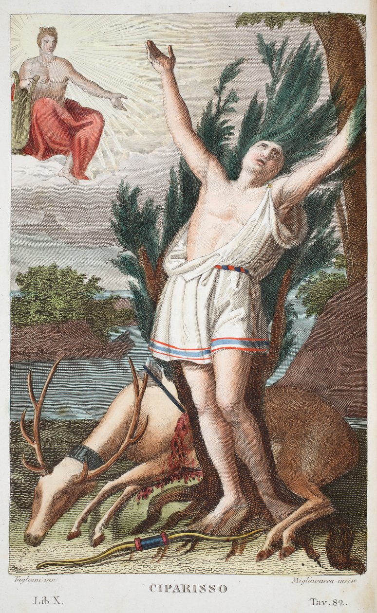 Cyparissus into a Tree or Ciparisso、Book X、illustration from Ovid&39;s Metamorphoses、Florence、1832（hand-coloured engraving） 作： ルイージアデモロ