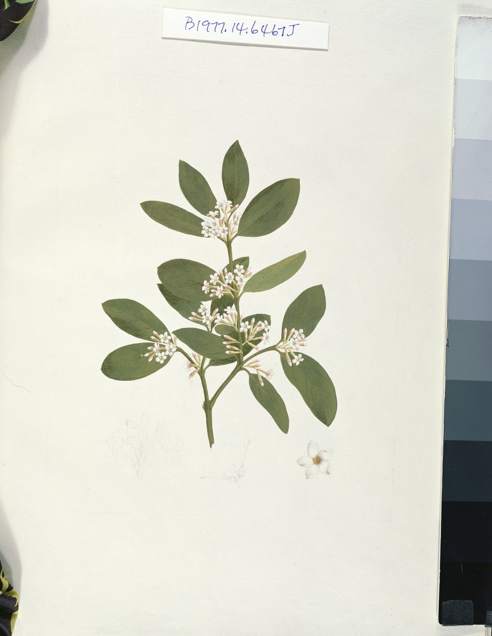 植物のドローイング、イラスト付きの41の植物のドローイングからのイラスト（紙に黒鉛、WC、BC） 作： ルイージ・バルガニ