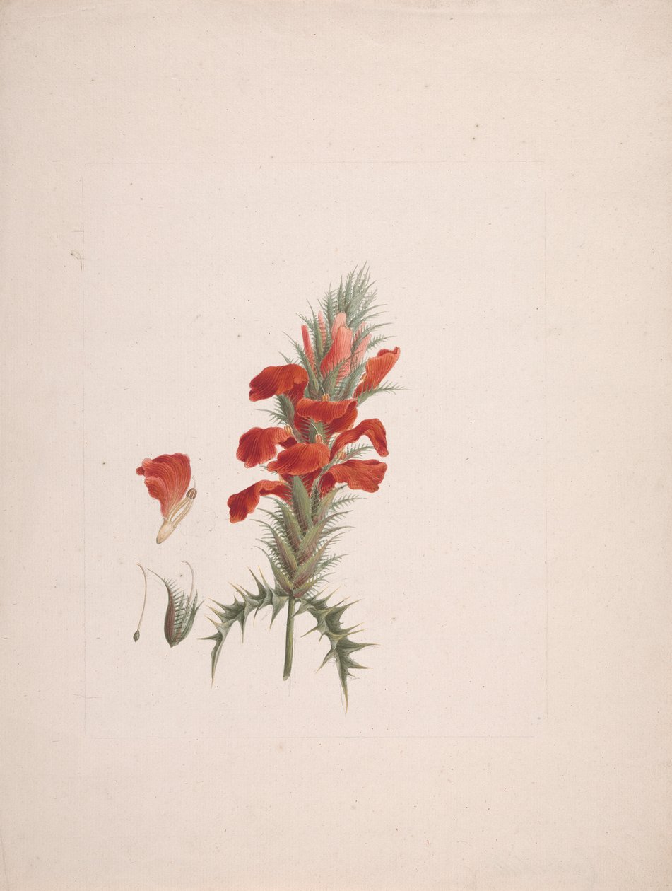 Acanthus Sennii Chiov. : desenho finalizado com detalhes adicionados 作： ルイージ・バルガニ