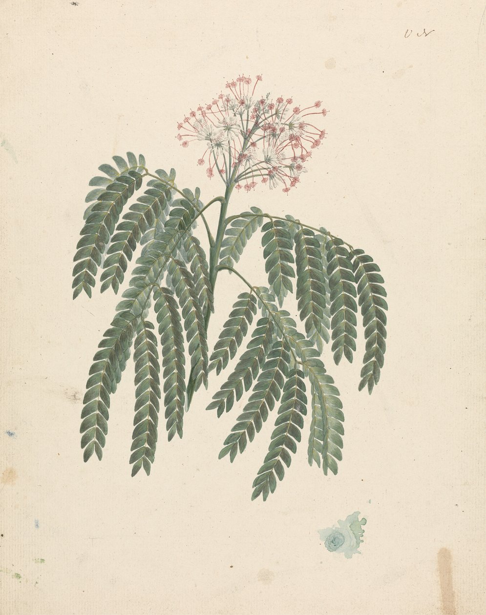アルビジア・グミフェラ (J.F.Gmel.) C.A. 小さい。 (Gummy Albizia Tree): 開花頭のマイナー バリエーションで描画を終了 作： ルイージ・バルガニ