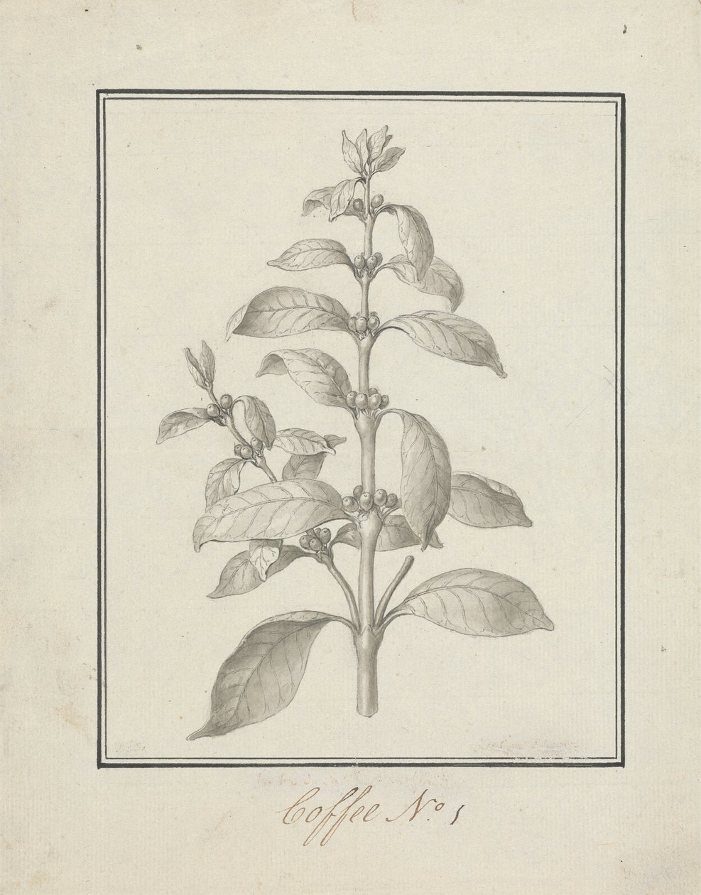 Coffea arabica L. (Arabica Coffee): 緑豊かな新芽と果実の完成図 作： ルイージ・バルガニ