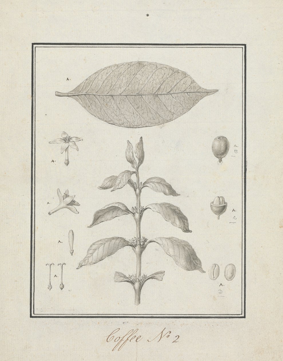 Coffea arabica L. (Café Arábica): desenho finalizado de broto folhoso, com detalhes de flores, folhas e frutos 作： ルイージ・バルガニ