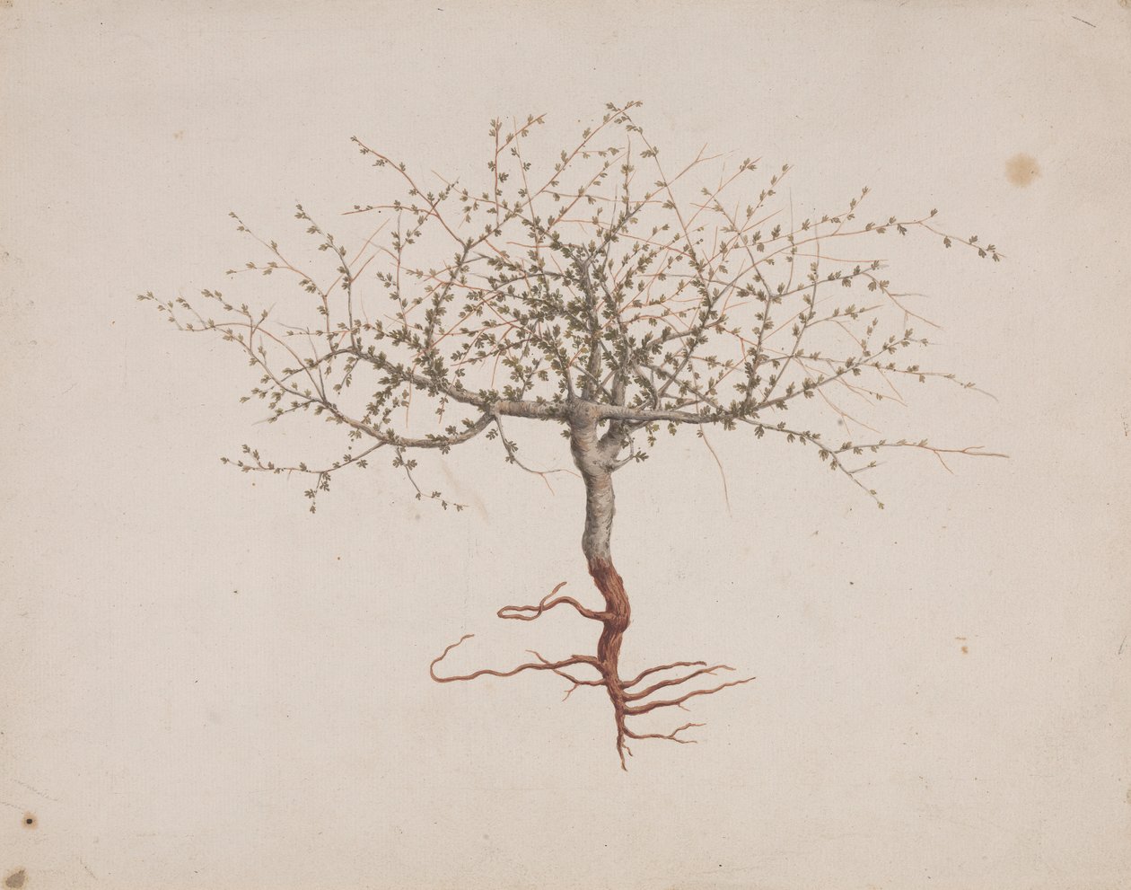 Commiphora gileadensis (L.) C. Chr. (ギレアドの香油、オポバルサム): 木の癖があれば描き終わり(根付き) 作： ルイージ・バルガニ