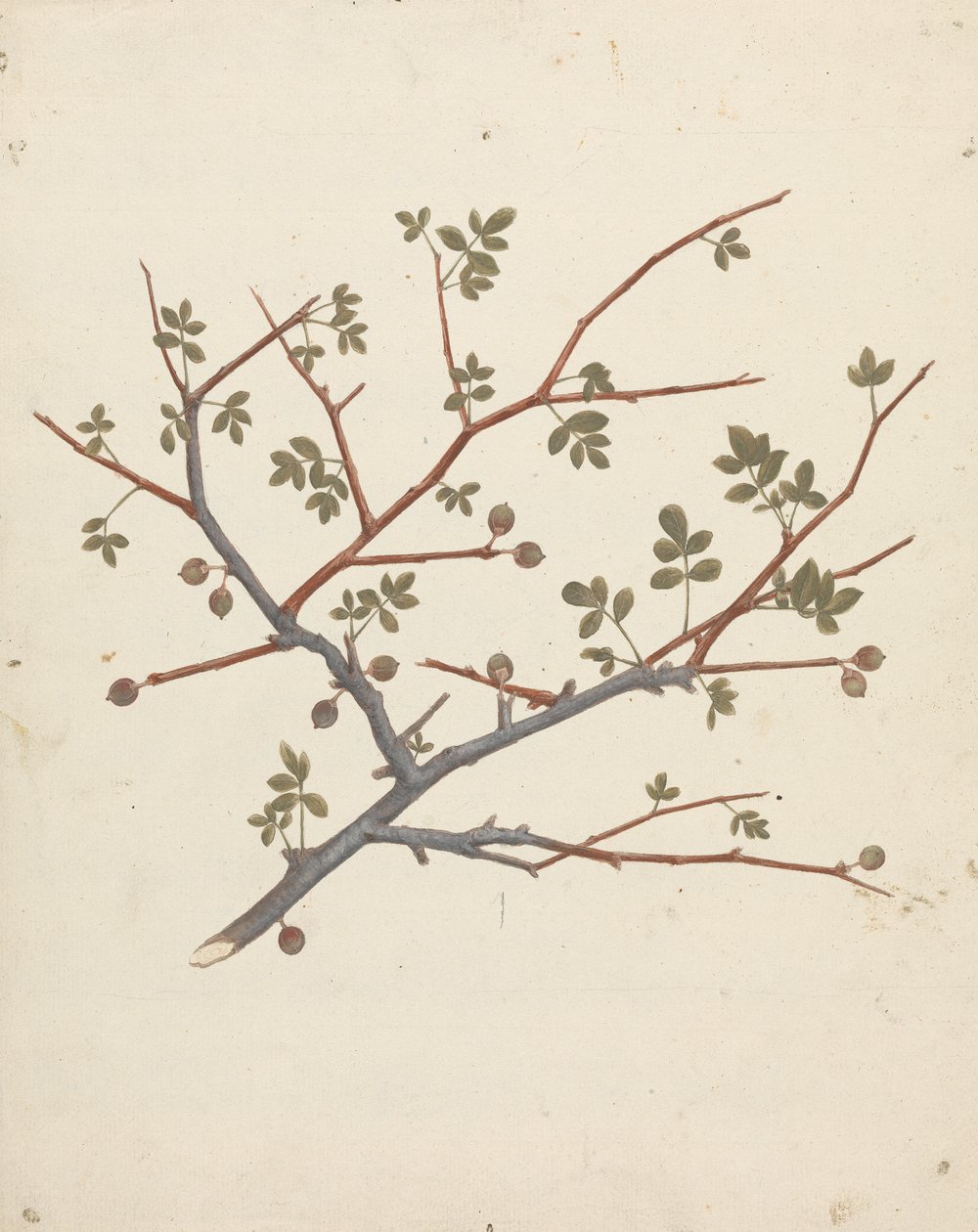 Commiphora gileadensis (L.) C. Chr. (ギレアデの香油、オポバルサム): 結実枝の完成図 作： ルイージ・バルガニ