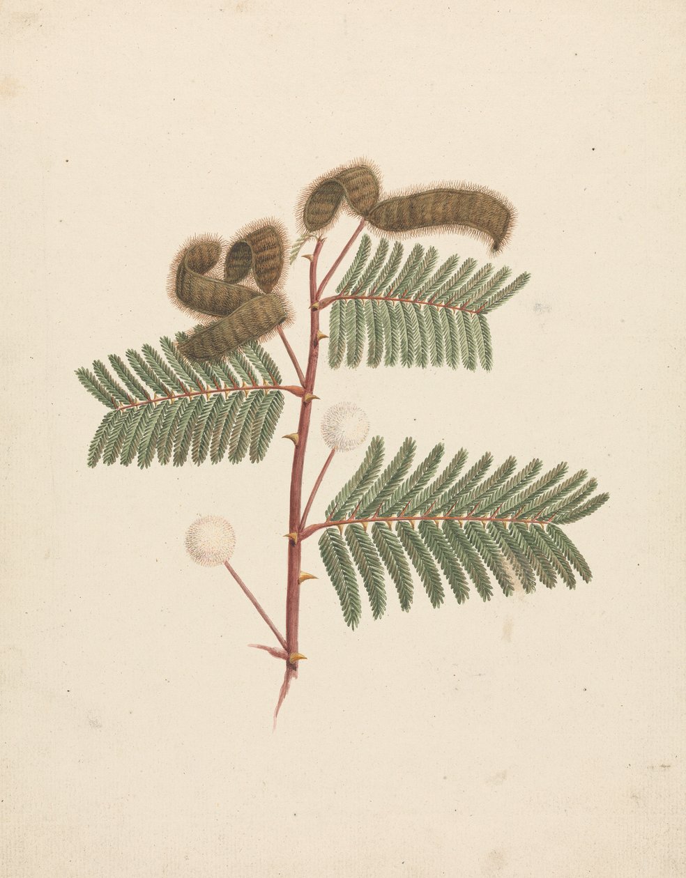 Mimosa pigra (L.): 完成図 作： ルイージ・バルガニ