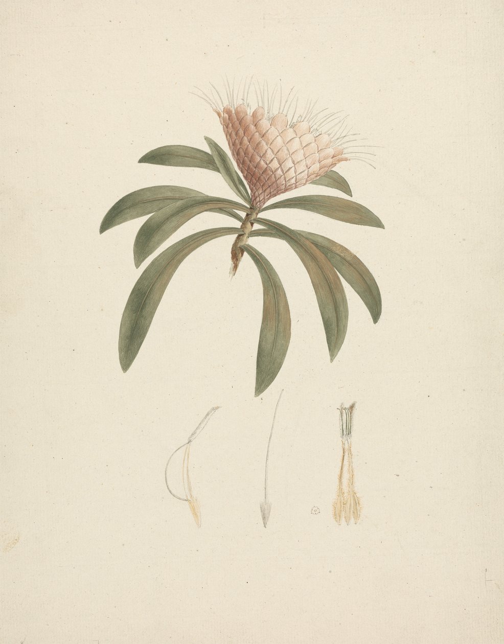 Protea gaguedi J.F. Gmel. (プロテア): 花のディテールで完成した描画 作： ルイージ・バルガニ