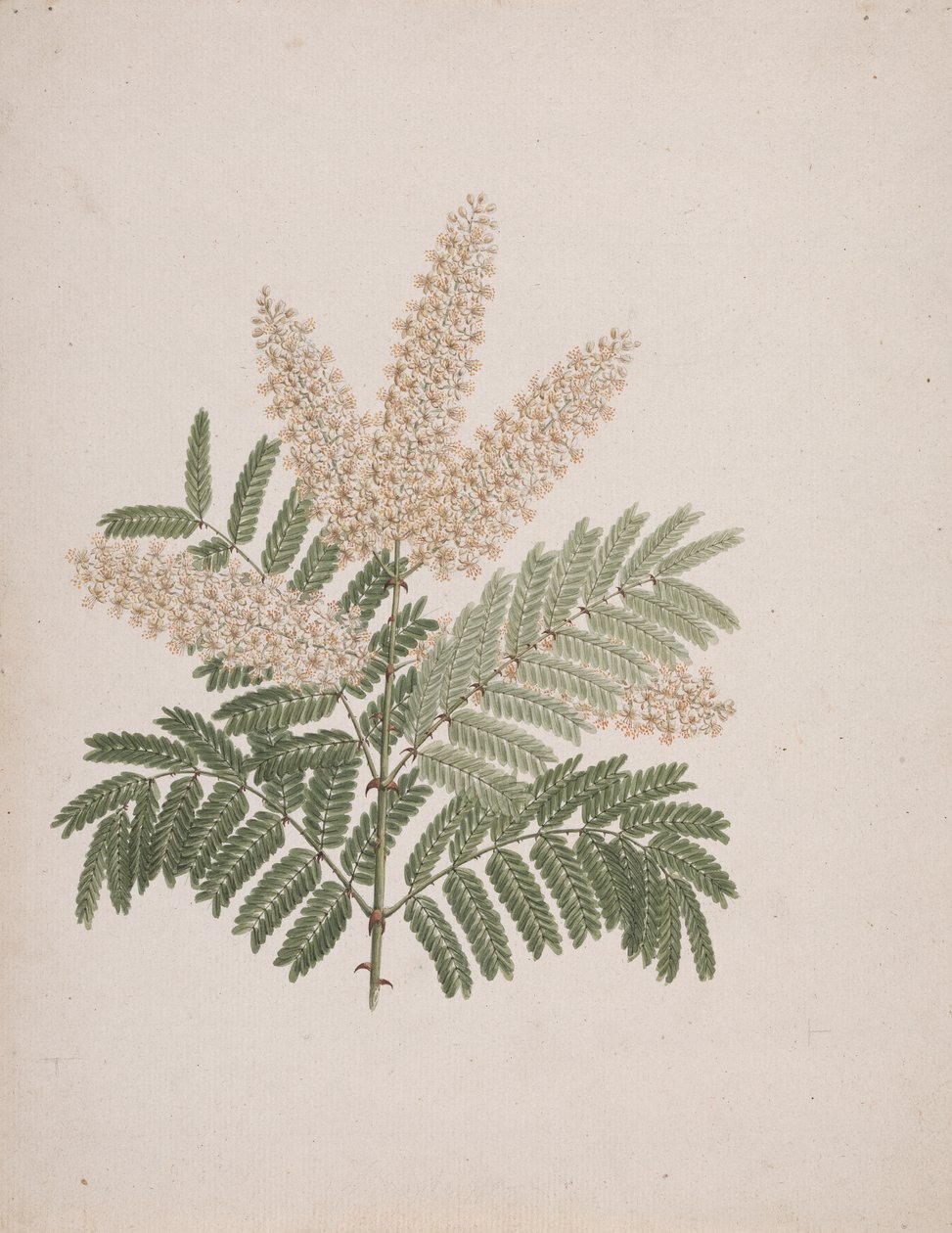 Pterolobium stellatum (Forssk): 完成図 作： ルイージ・バルガニ