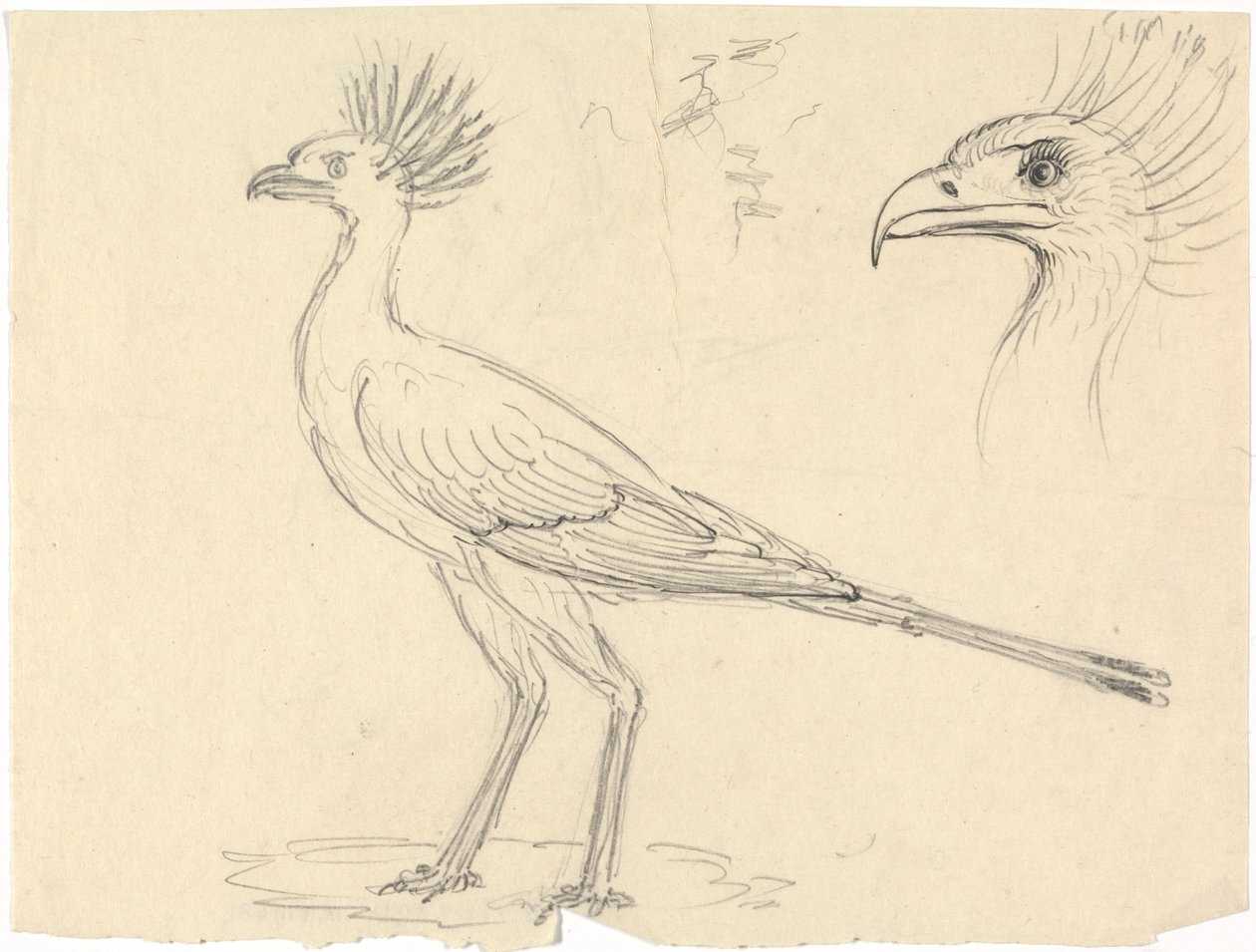 秘書の鳥 作： ルイージ・バルガニ