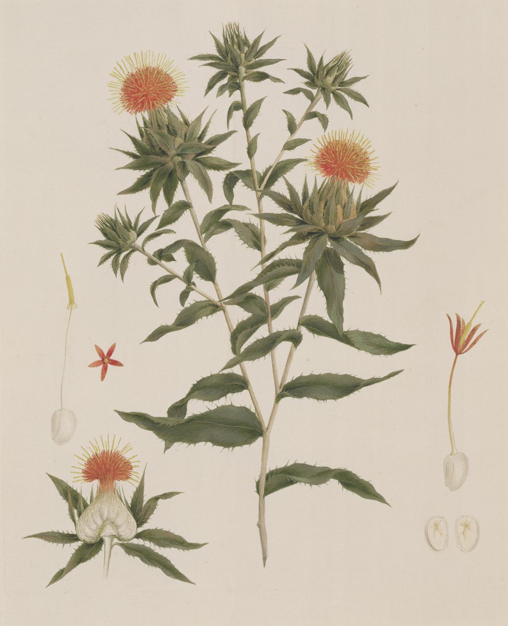 Sussa（葉、花、詳細）は以前James Bruce（1730-94）（紙のグラファイトの上にトイレ）に帰属 作： ルイージ・バルガニ