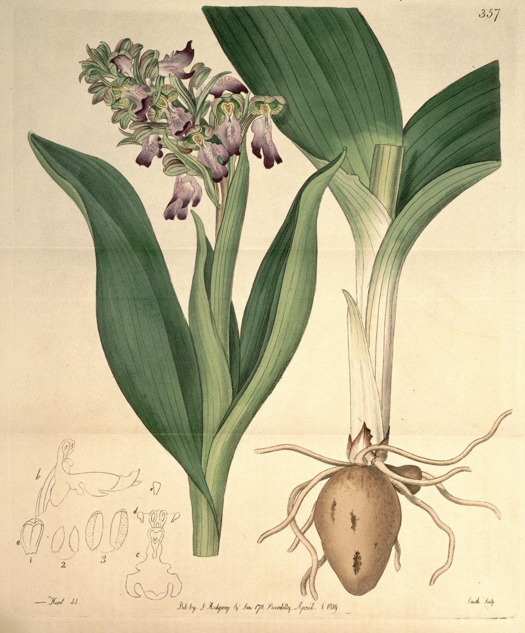 Barlia robertianaのイラスト（syn。Orchis longibracteata Biv。として） 作： M.ハート
