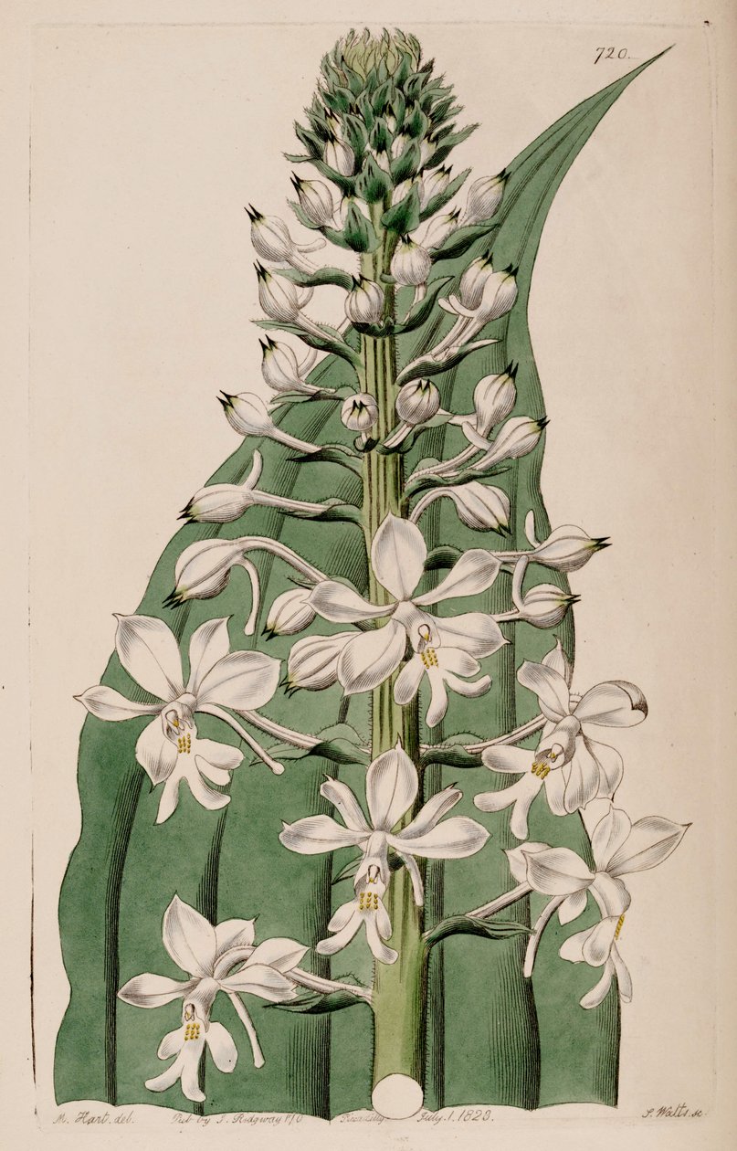 Calanthe triplicata（syn。Calanthe veratrifoliaとして）（inflorescece）のイラスト 作： M.ハート
