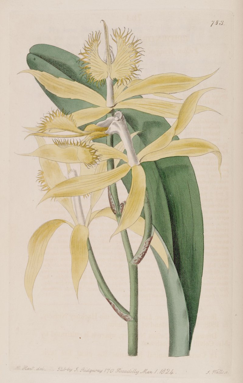 Epidendrum ciliare（syn。Epidendrum cuspidatum）のイラスト 作： M.ハート