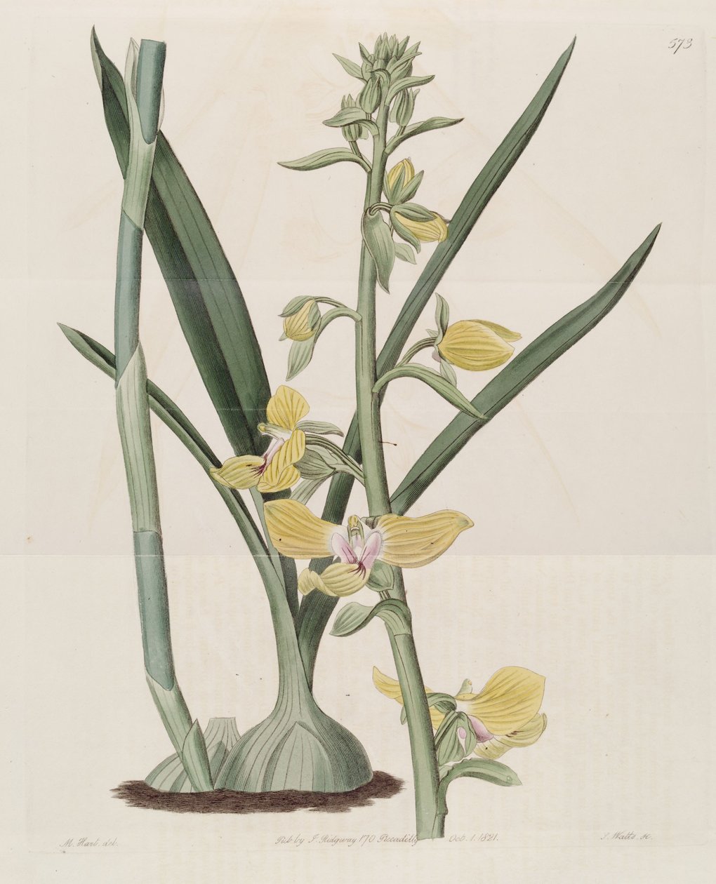 Eulophia speciosa（syn。Lissochilus speciosusとして）のイラスト 作： M.ハート